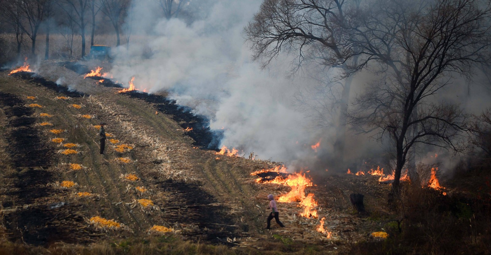國家現在禁止秸稈焚燒 國家現在禁止秸稈焚燒