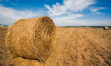 生物質能源 生物質能源