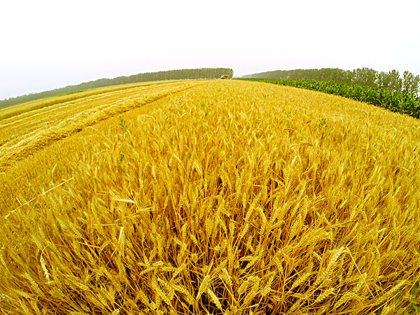 大量廢棄物 大量廢棄物