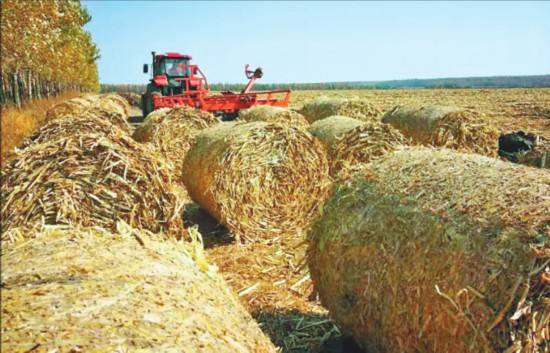 大量秸稈廢棄物 大量秸稈廢棄物