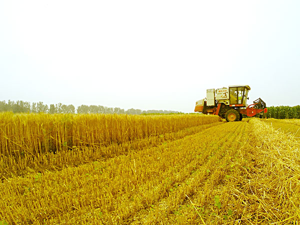 我國生物質能源豐富取之不盡 我國生物質能源豐富取之不盡